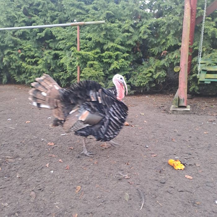 Sprzedam indyczki i indory.