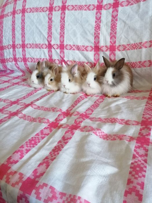Króliczki karzełki króliki miniaturki