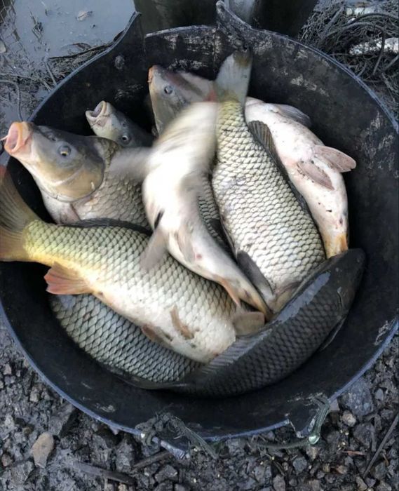 Продам живу рибу оптом і в роздріб мальок