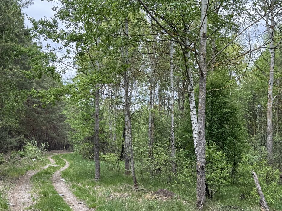 Земельна ділянка 1 га поруч з великим лісом!!!с.Здвижівка.