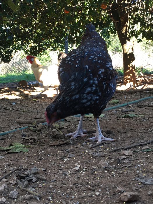 Casal sussex tricolor