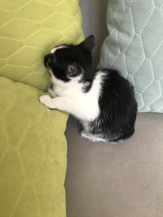 Oddam kotke w dobre ręce