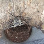 Amplypyga damon johnstonii