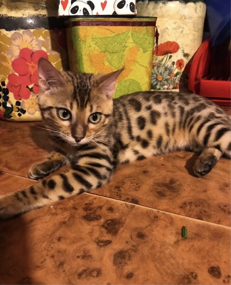 Бенгальские котята