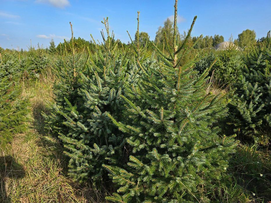 Świerk serbski, Picea OMORICA wys.170-200cm Usługa sadzenia
