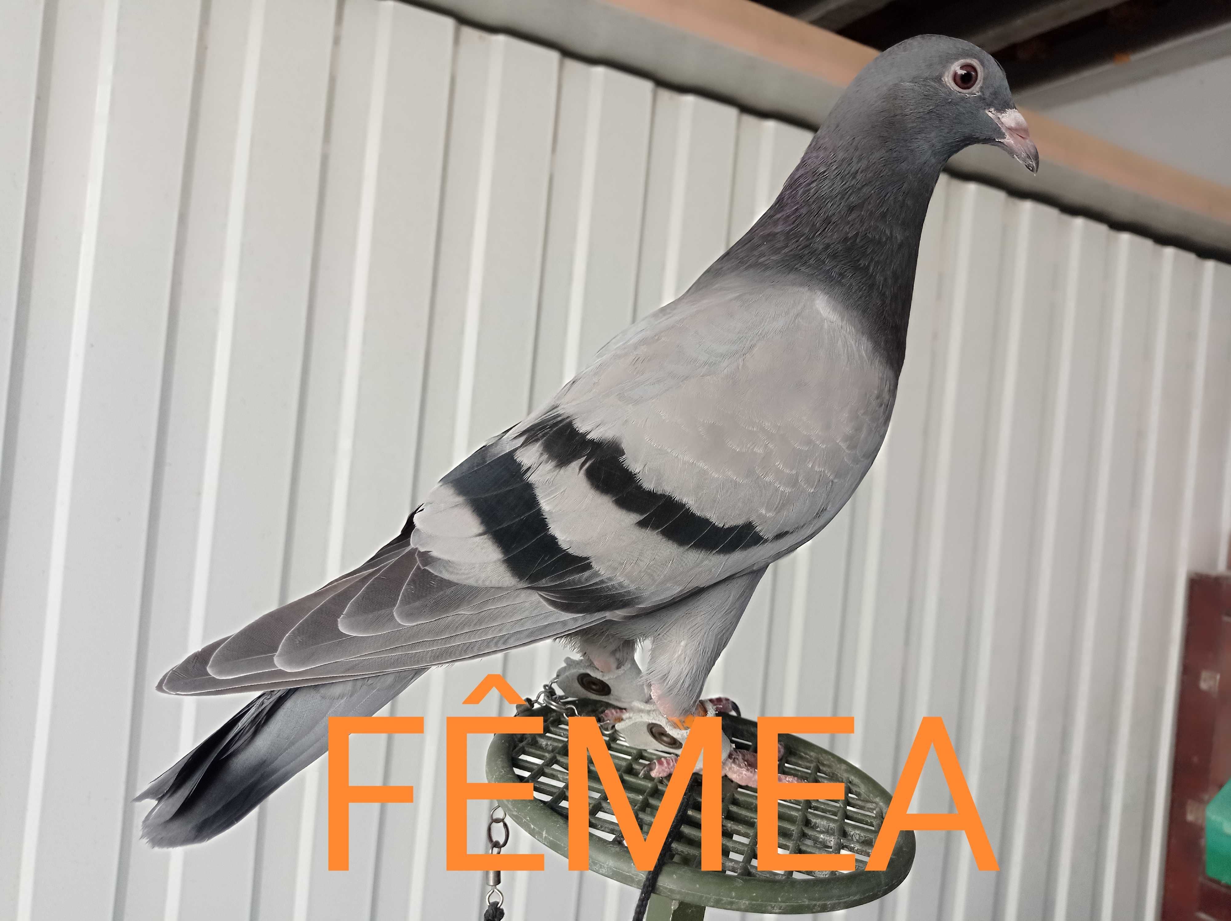 Pombos picas  sexados