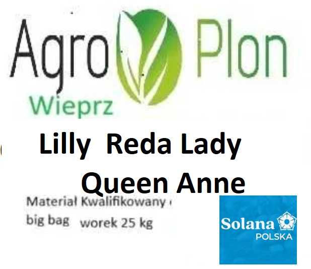 Lilly Red Lady Queen Anne Ziemniaki sadzeniaki kwalifikat