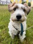 Oddam psa w dobre rece, Jack Russel Terrier z hodowli