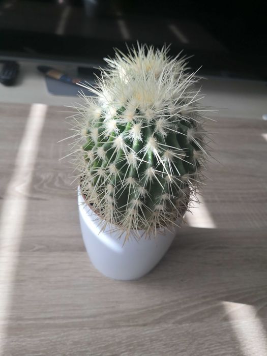 Kaktus dwojaczki  wys. 13 - 14 cm