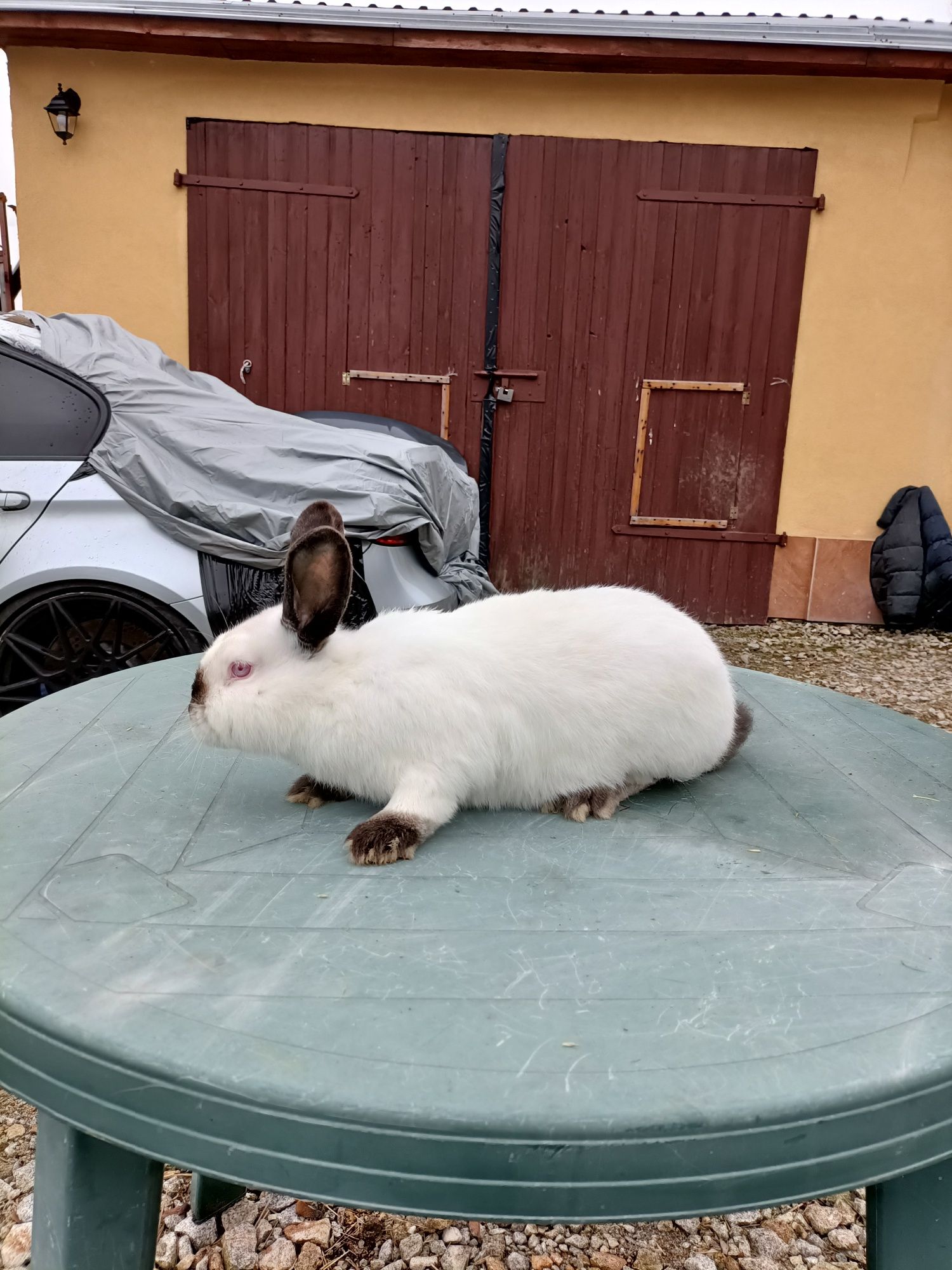 Króliki Kalifornijskie  samiec