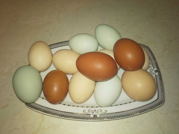 Arakuana jajka lęgowe