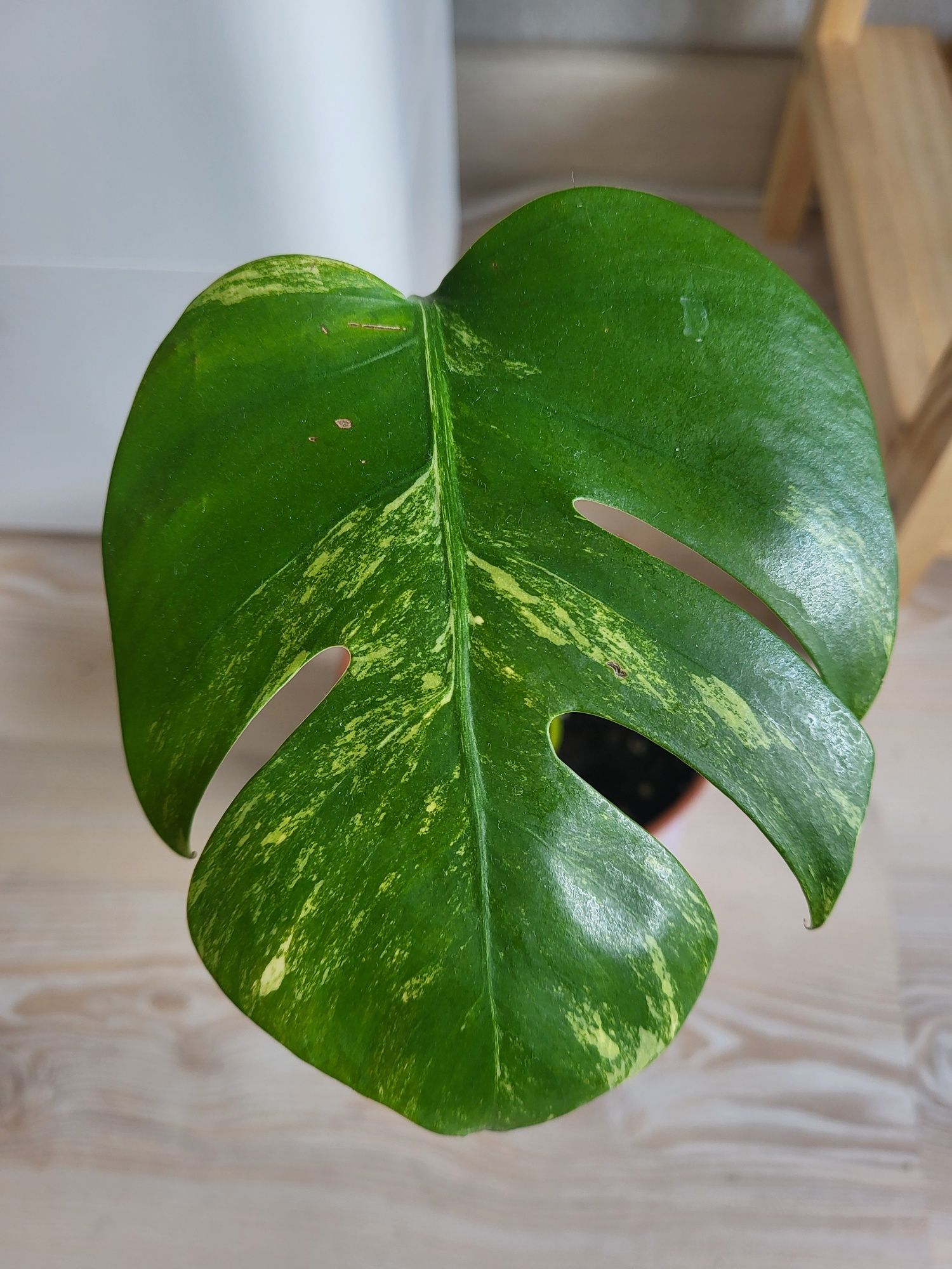 Monstera marmorata