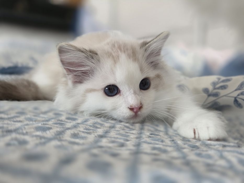 Cudowny charakter, kocurek ,Ragdoll