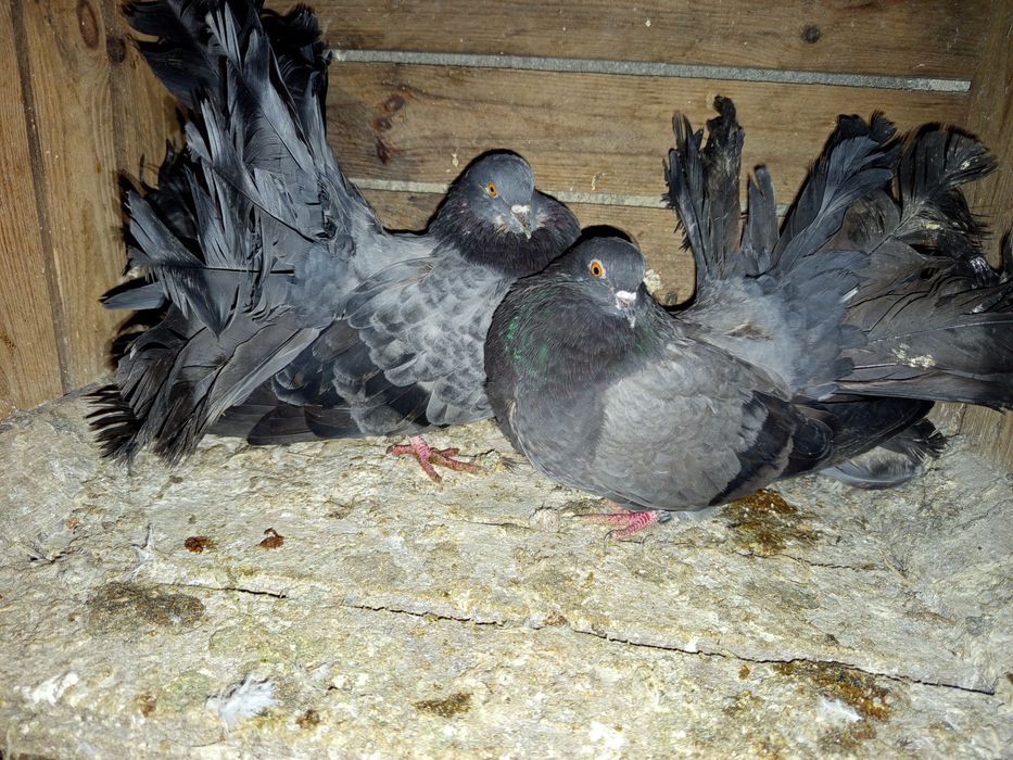 Sprzedam pawiki gołębie