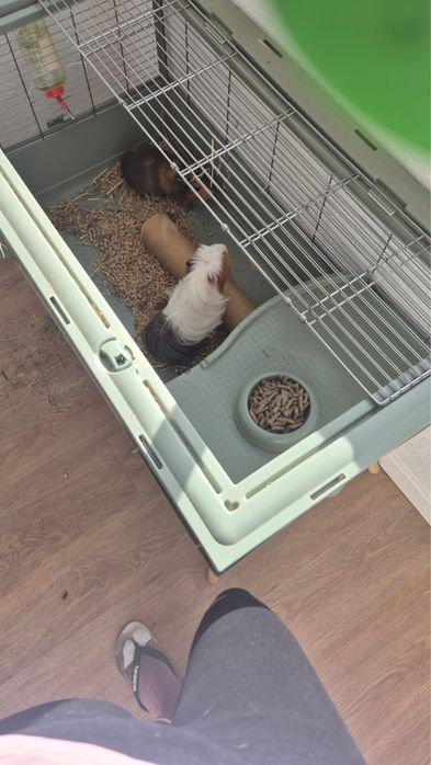 Porquinhos da india e gaiola