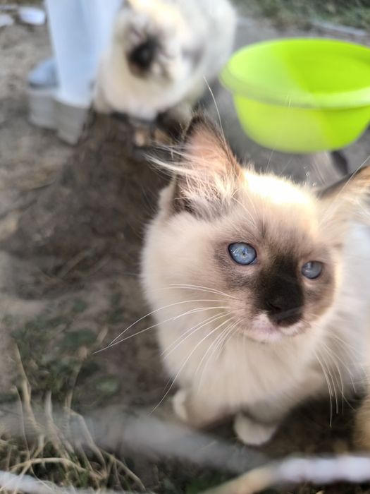 Ragdoll gotowy do zmiany domu