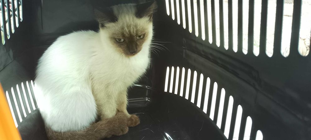 Сіамський котик три місяці