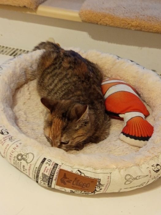 3-4 miesięczna kotka szuka domu niewychodzącego