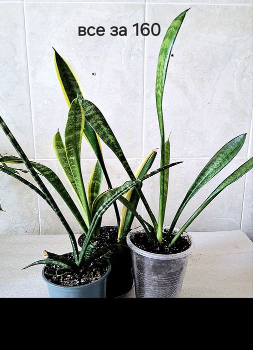 Сансенв'єрія Сильвер Мун Муншайн Сильвер паррот принцесс сансевієрія