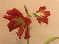 Zwartnica, Hippeastrum, piekny kwiat