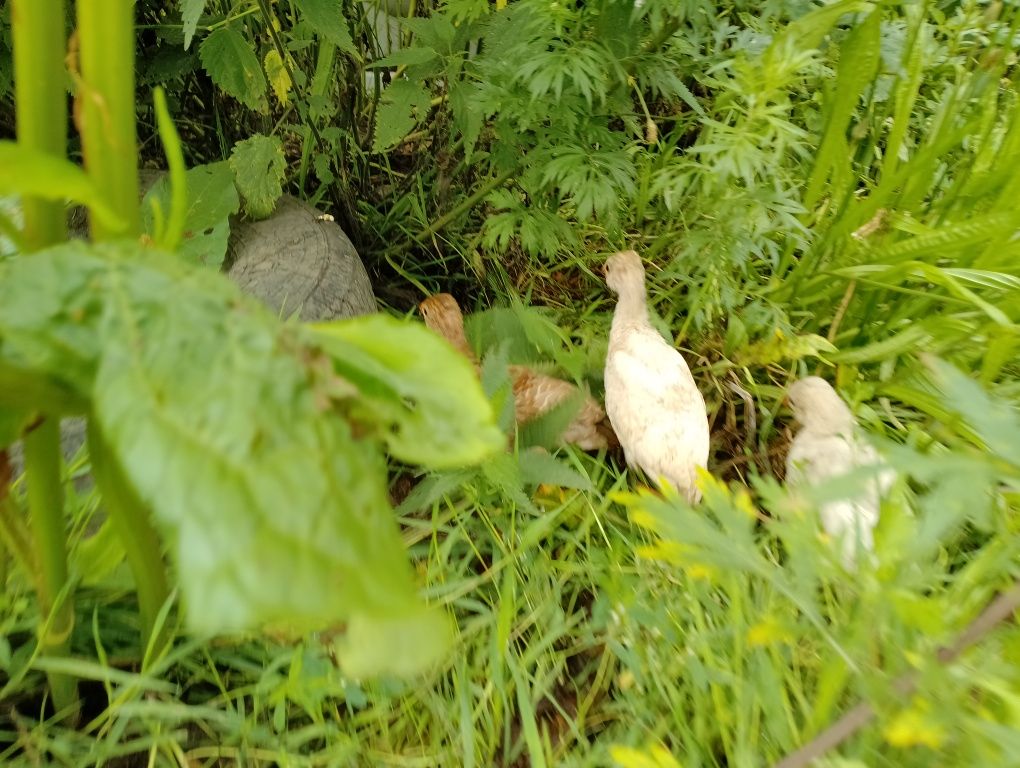 Sprzedam perliczki.