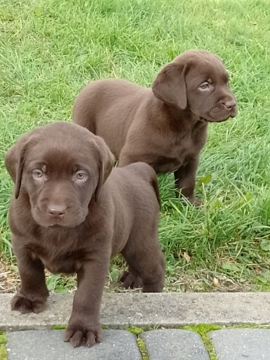 Szczenięta Labrador Retriever