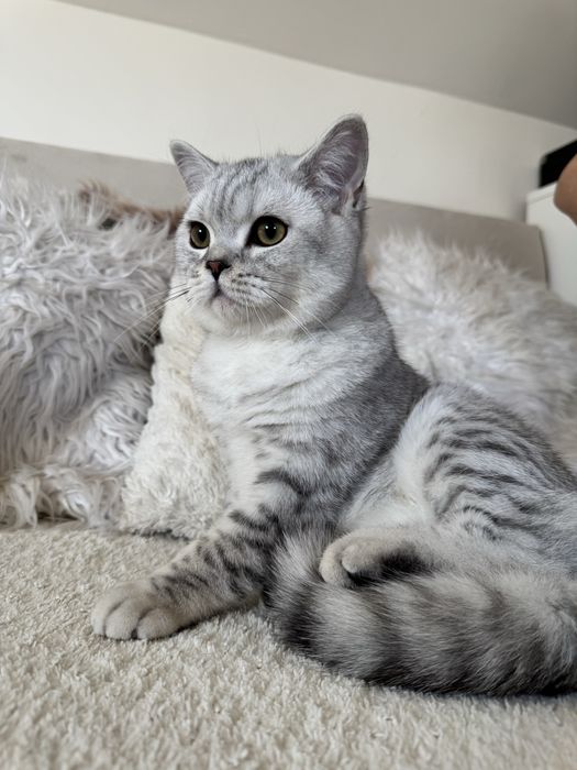 Kocurek brytyjski krótkowłosy srebrny