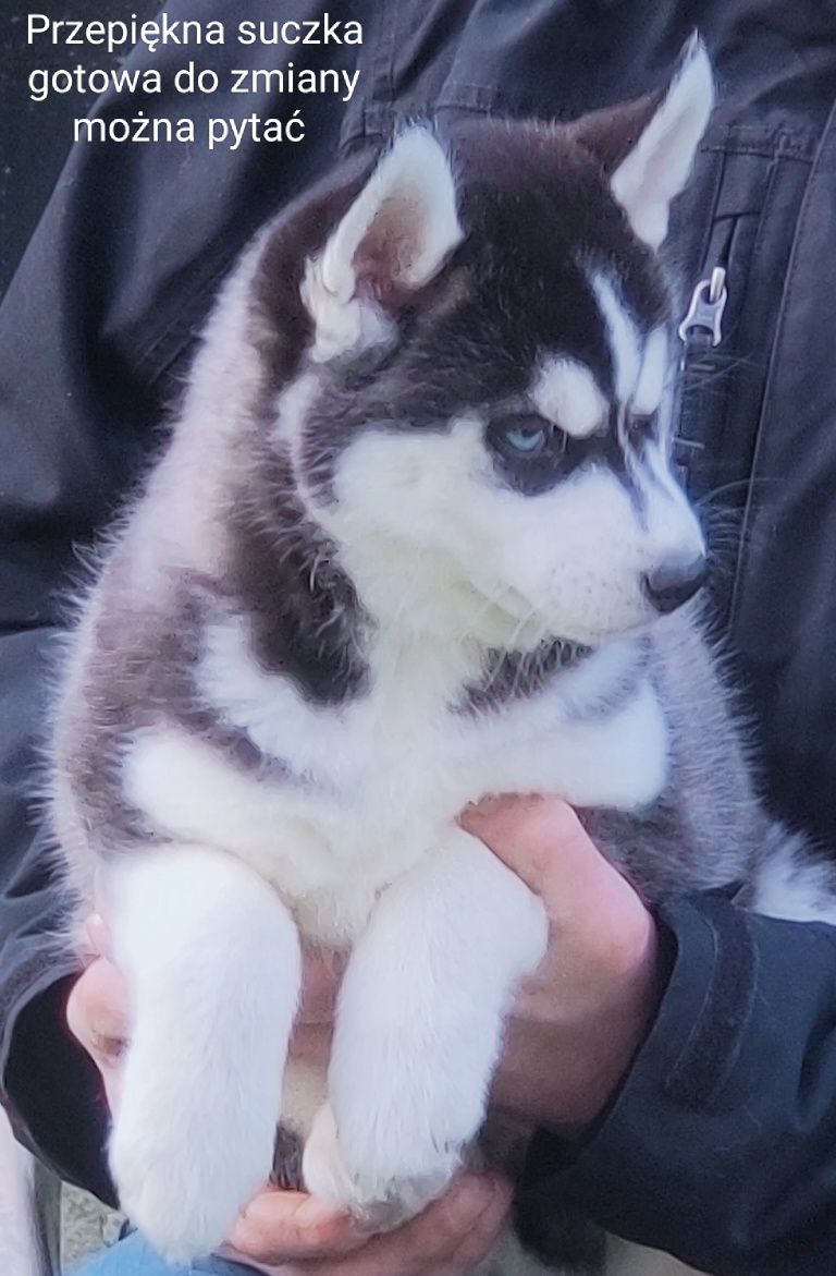 Siberian Husky szczenię piesek hodowla ZKwP FCI