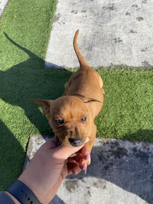 Oddam pieski, mają dwa miesiące