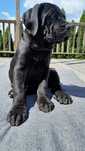 Sprzedam psa rasy Cane Corso