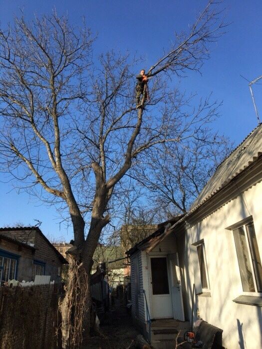 Удаления, спил аварийных деревьев , корчевание, кронировка , чистка