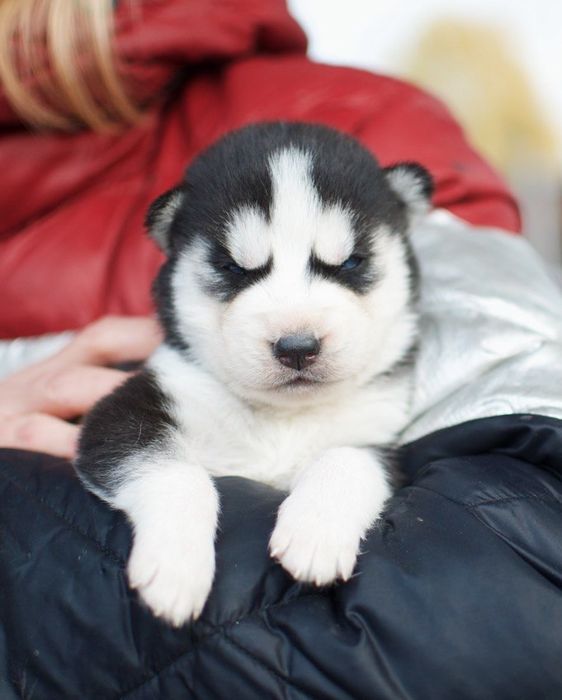 Сибірський хаскі, КСУ