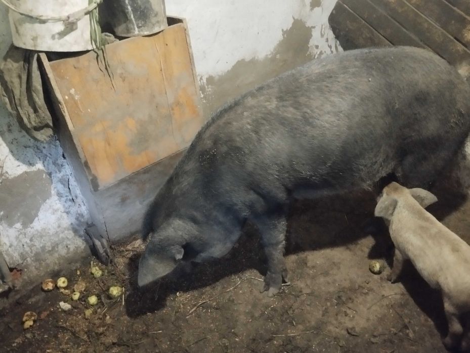 Продам кнура мангала робочій кнура ціна договірна