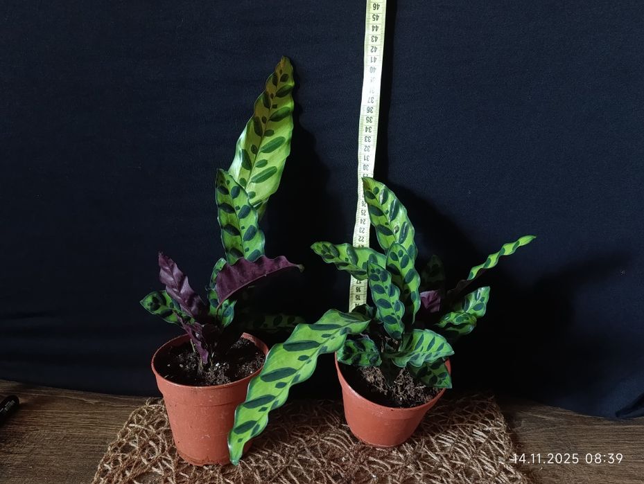 Калатея Лансіфолія