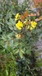 Mahonia pospolita sadzonka ok. 40 cm