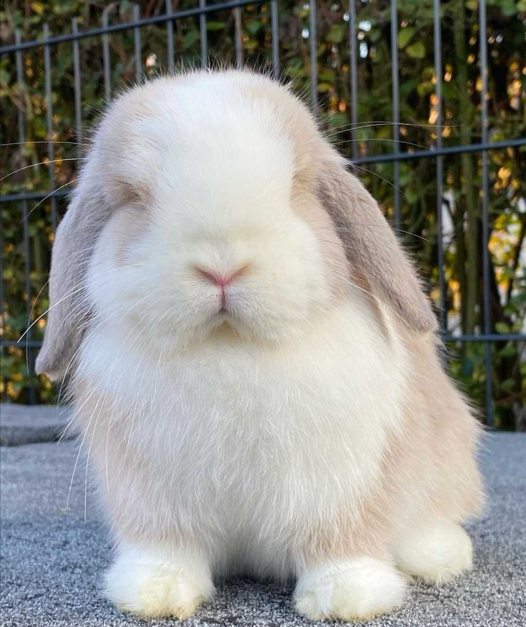 KIT Coelhos anões orelhudos, mini lop super inteligentes e dóceis