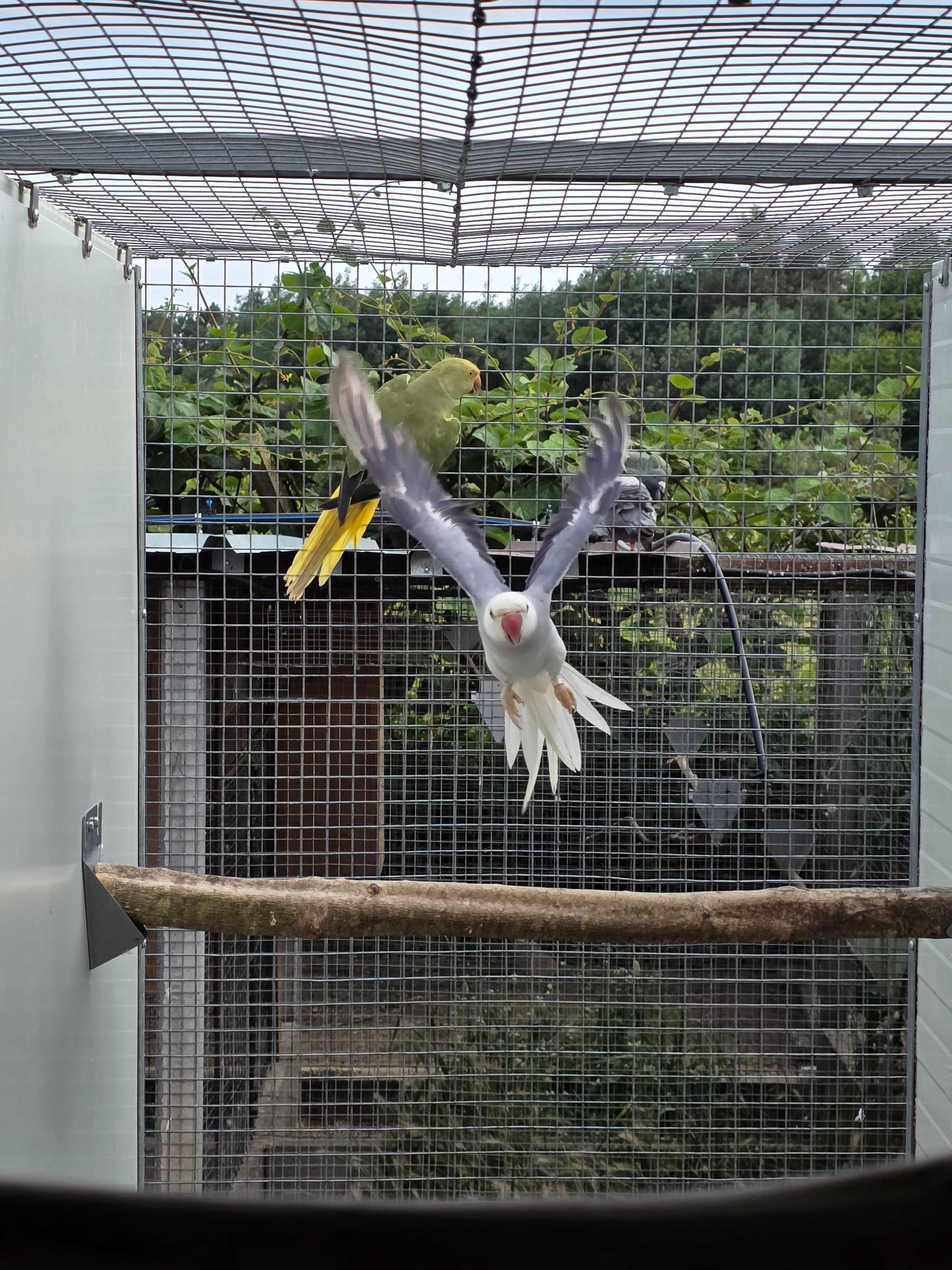 Cedo ring necks  (psittacula kremeri )