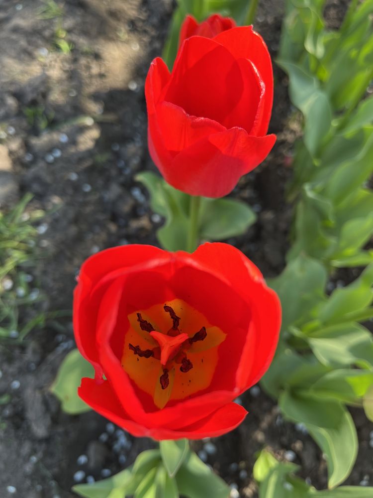 Тюльпани