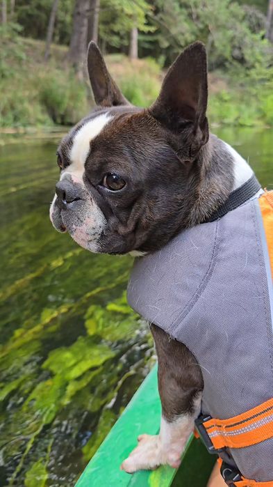 Boston Terrier  ZKwP FCI planowany miot 2026r