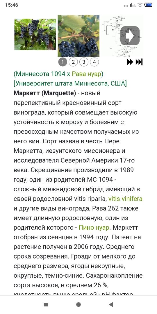 Саджанці виноград технічний,і столовий.персик,слива, черешня.абрикос