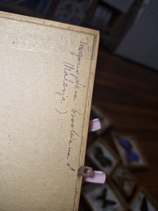 Trogonoptera brookiana z Malezji. Motyle w ramce