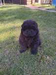 Piękny piesek chow chow