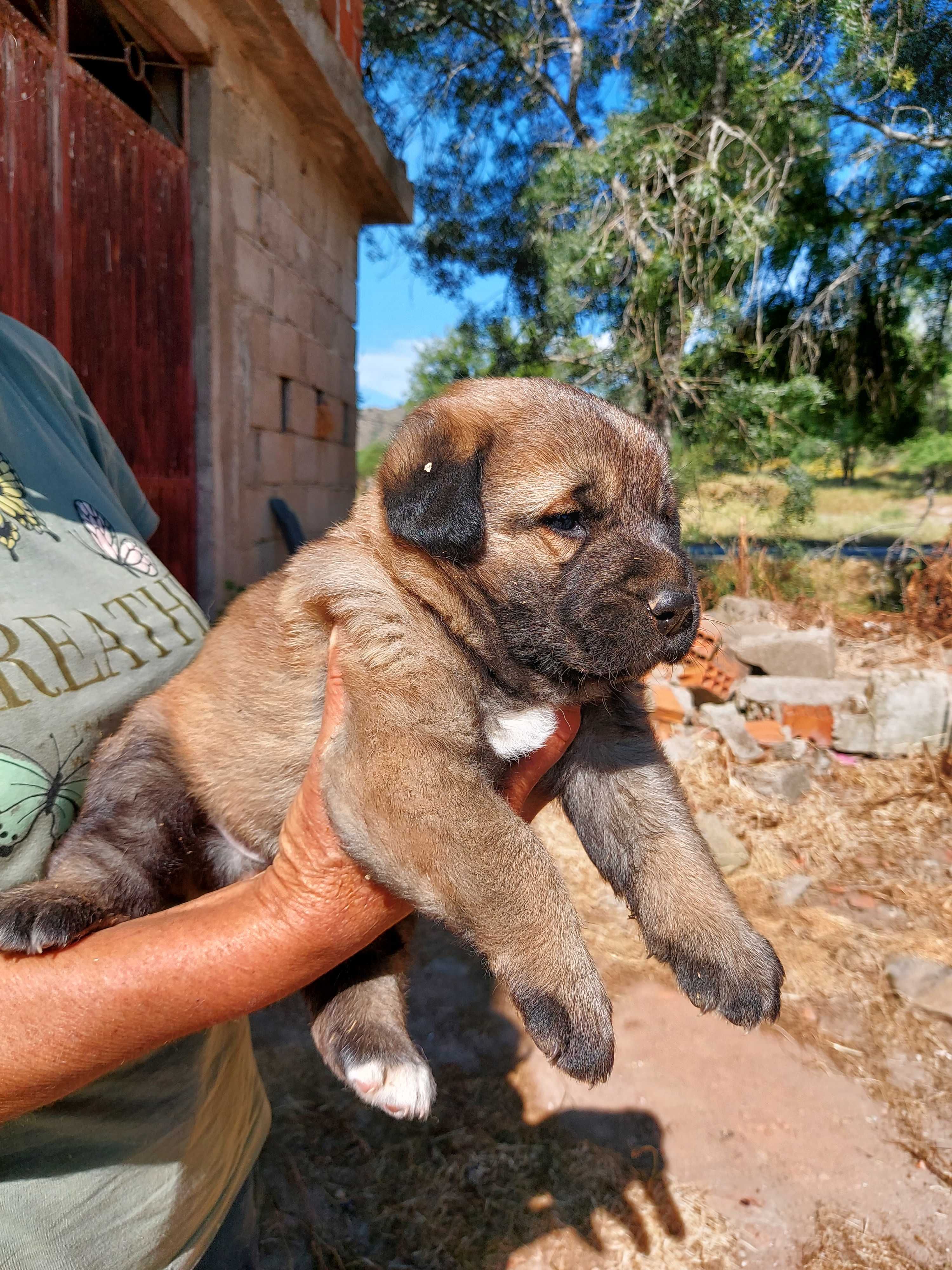 Cão bebé para adoção