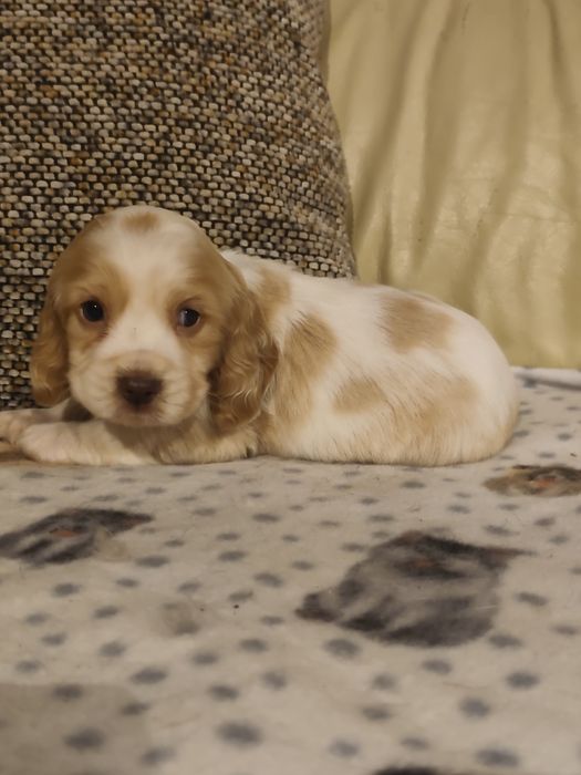 Cocker Spaniel MENINO