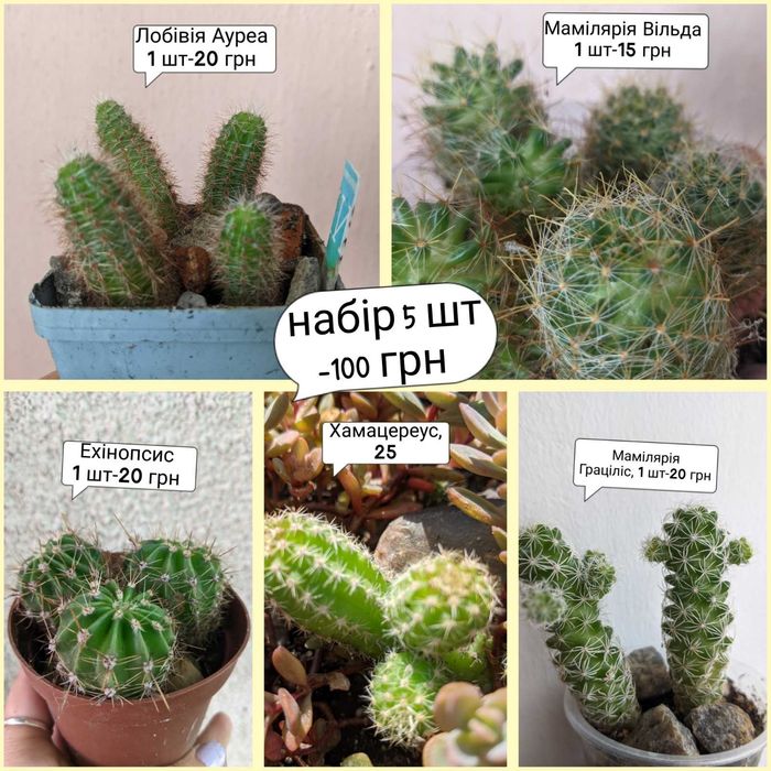 Сукуленти кімнатні