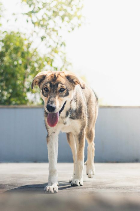 Cadelinha 11 meses para adoção