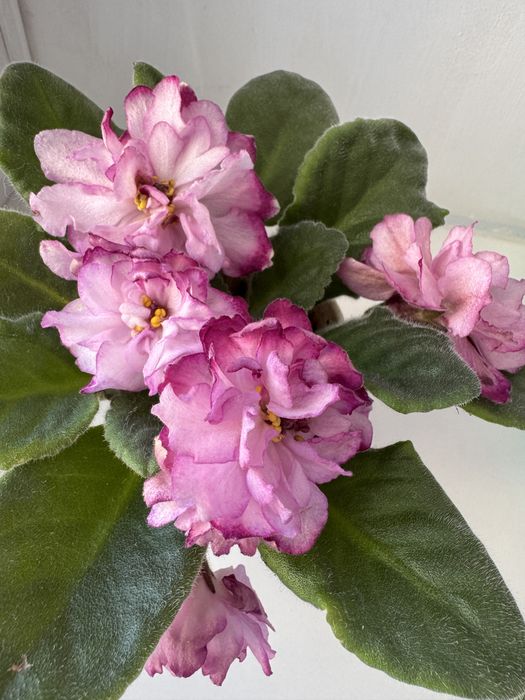 Сенполія    фіалка