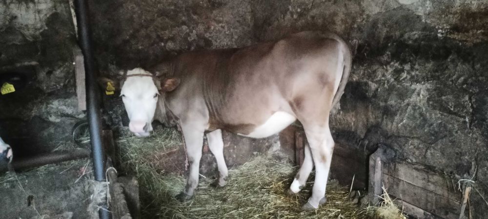 Jałóweczka, jałówka