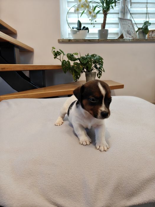 Sprzedam śliczną sunie Jack Russell Terrier tri-color