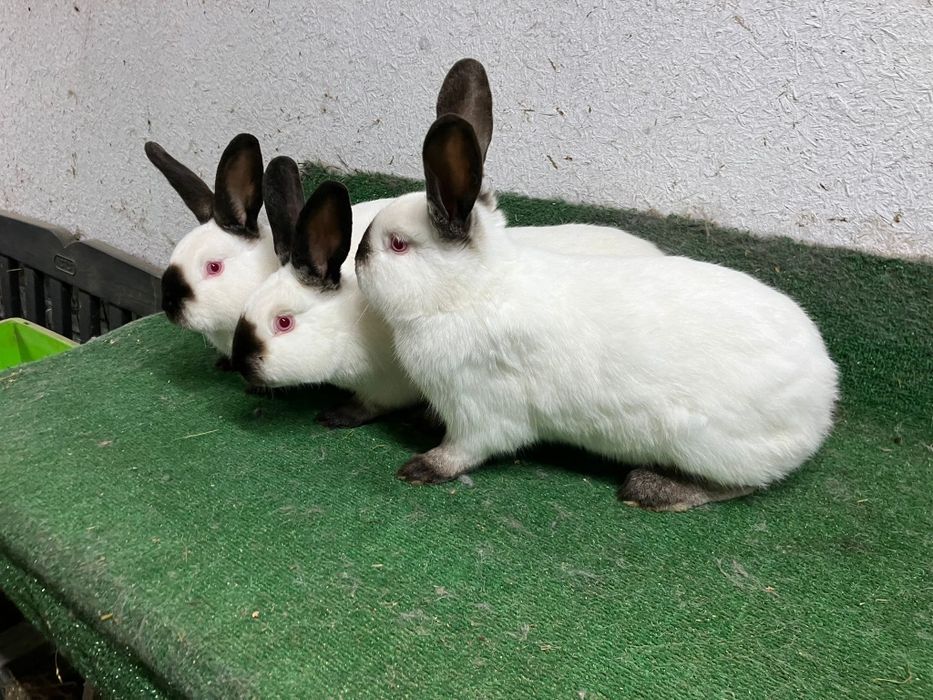 Kalifornijski czarny samice